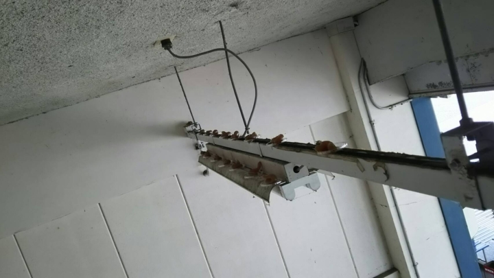 鳩除け工事170215